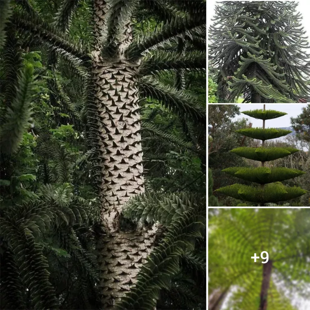 Exploring Socotra’s 33-Foot Tall Dragon Blood Tree