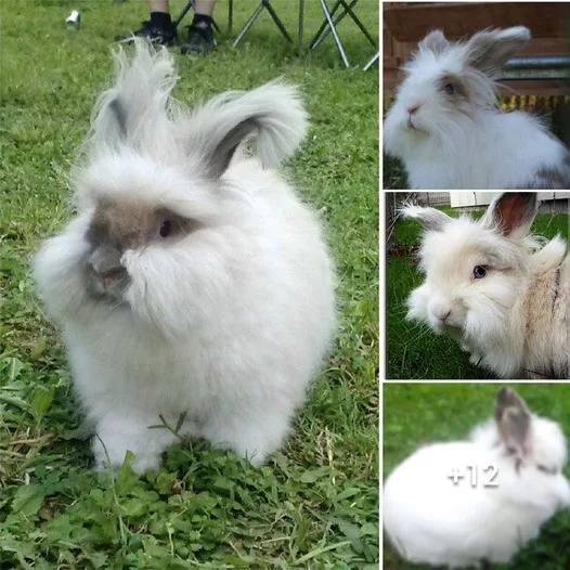 The Irresistible Allure of Lionhead Bunnies